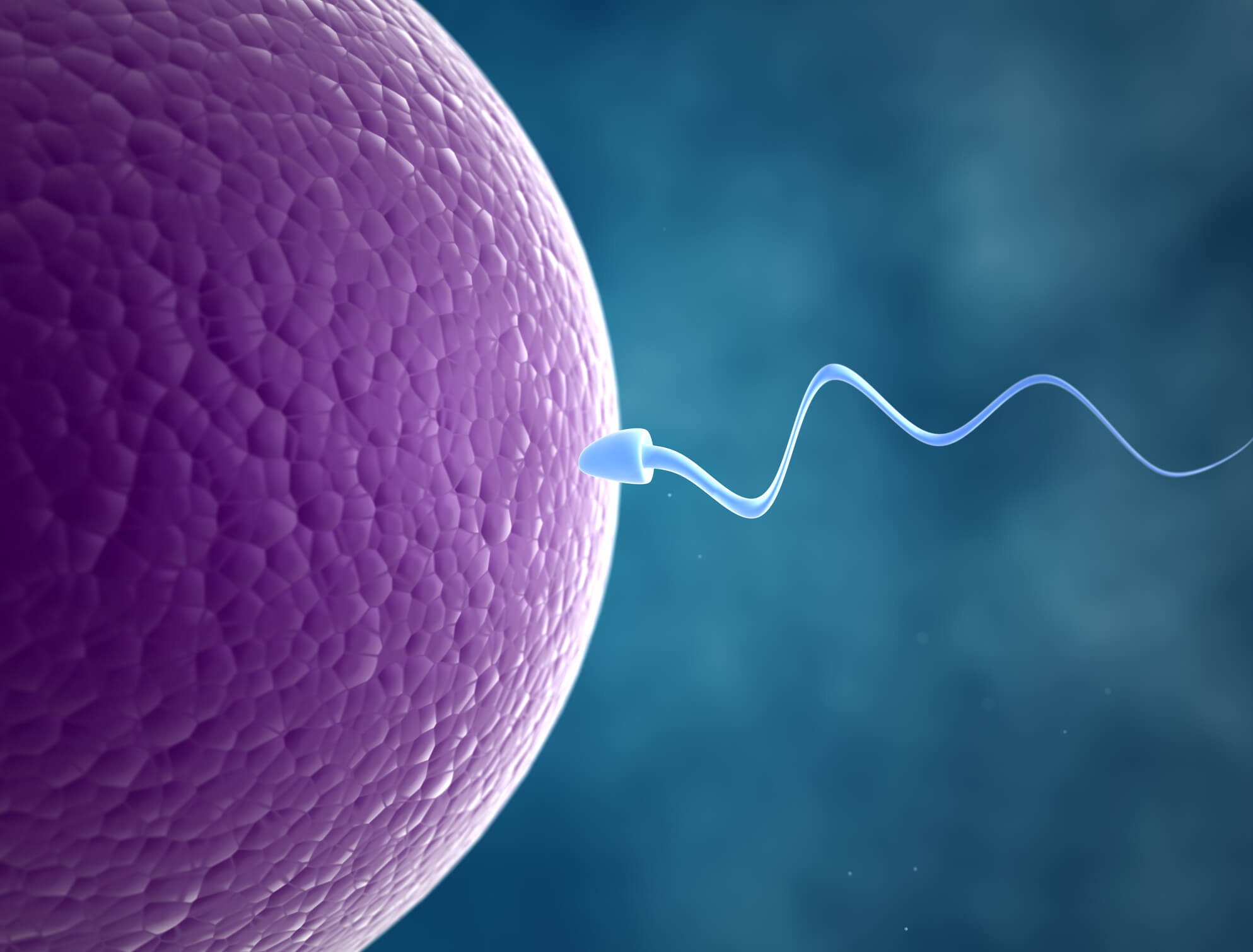 Increasing Fertility Tips - Sperm and Human Egg