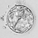 Embryo egg fertilization