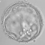 Embryo egg fertilization