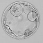 Embryo egg fertilization