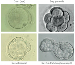 ORM Embryology Lab