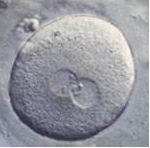 Fertilized Egg embryo