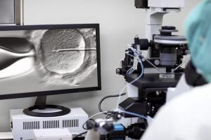 Embryologist performing icsi in the lab during IVF