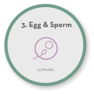 Step 3 Egg & Sperm icon