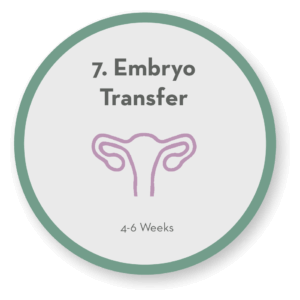 Step 7 Embryo Transfer icon