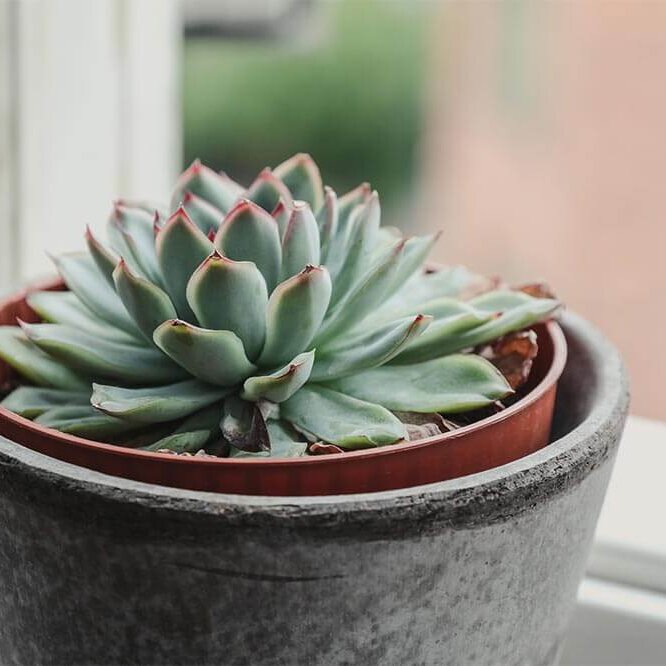 birth reporting thank you, Succulent plant
